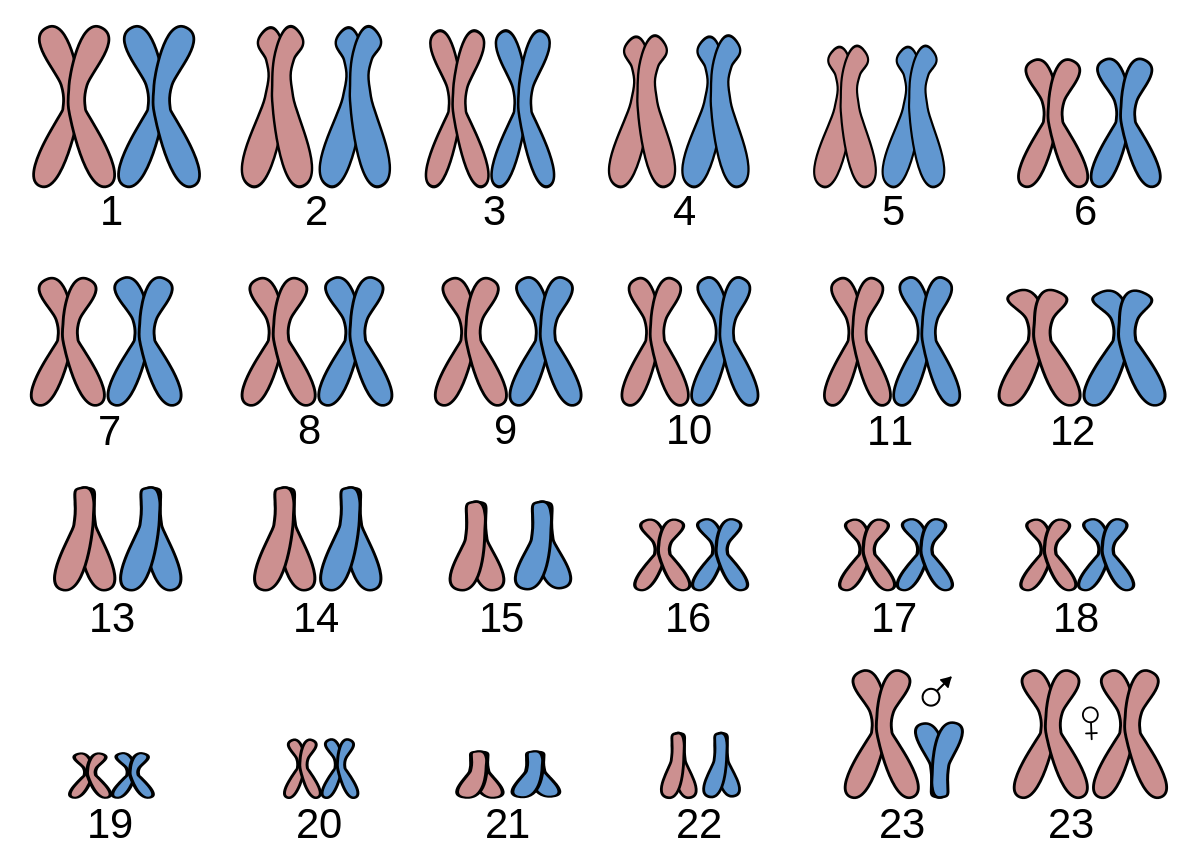 Chromosomale afwijkingen | Blij verwachten wordt verdriet