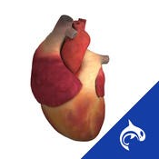 heart 3D